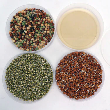 4 Compartment Easy Sprout Maker - Bogo (4CSM2) - Image 5